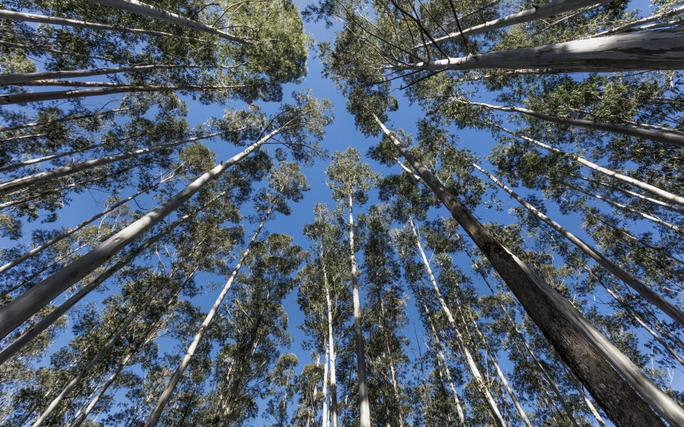 Imagem Decoração